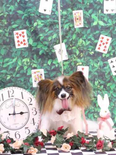 20250422ラナちゃん